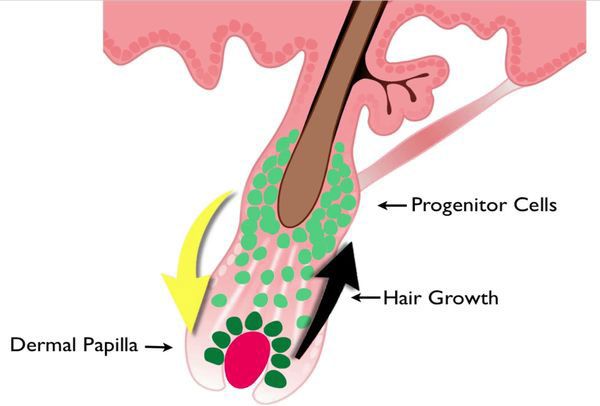 Cells and Signals that trigger hair growth.
