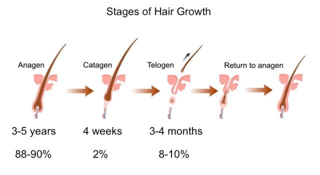 Complete human hair Cycle | Ak Clinics