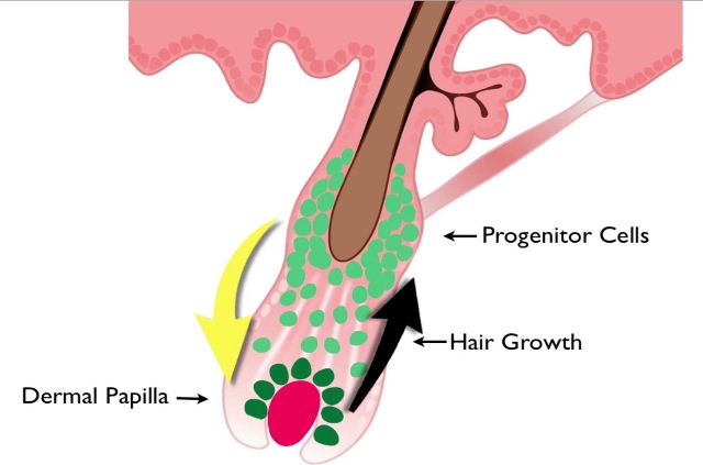 Hair Follicle Function Structure  Associated Conditions