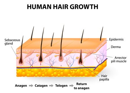 The structure of hair integrated in the skin  Download Scientific Diagram