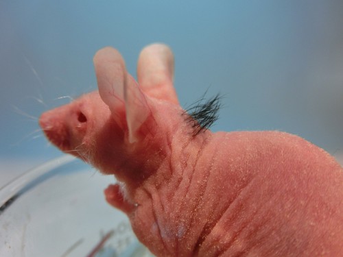 lab mouse Implanted with Follicles